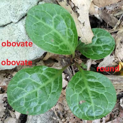 Pyrola americana - Pyrola rotundifolia  - Roundleaf Pyrola, leaves, obvate,round, light veins
